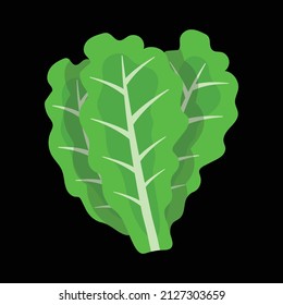 lechuga verde, fondo negro, ilustración vectorial