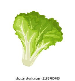 Green Lettuce Bunch Vector Illustration Isolated Stock Vector (Royalty ...