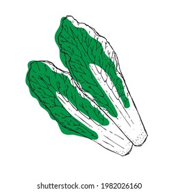 Green lettuce in hand drawing style.