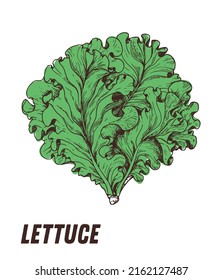 Green Lettuce. Hand drawn vector illustration. Lettuce vegetable hand drawn.