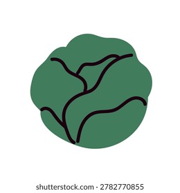 Green lettuce head, leaf vegetable. Round veggie with leaves. Leafy food, salad ingredient. Fresh healthy crop. Natural vitamin nutrition. Flat vector illustration isolated on white background