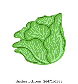 Alface verde. Alimentos saudáveis, ingredientes de salada ou temas de design vegetarianos. Ilustração de vetor desenhada à mão