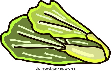 Green lettuce, illustration, vector on white background.