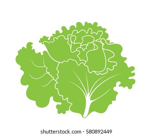 Green lettuce. Isolated lettuce on white background
