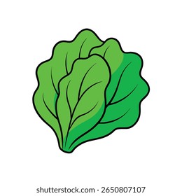 Alface verde folha enrolado design com forma natural fresco Vetor ilustração