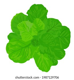 Green lettuce leaf vector stock illustration. A head of cabbage. butterhead. Isolated on a white background.