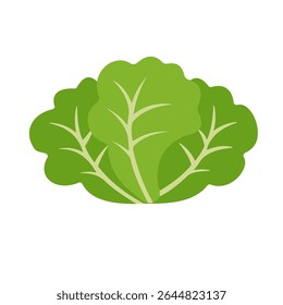Green lettuce leaves isolated on a white background, vector, flat design