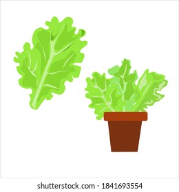 Green lettuce leaves in a pot and separately on a white background
