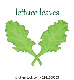 Green lettuce leaves for salad. Vector image