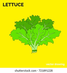 Green lettuce leaves. Vector drawing