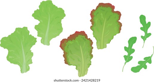 Green lettuce, red lettuce, rucola, rocket green leaves  isolated on white background. Hand drawn vector illustration.	