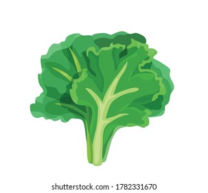 Green lettuce salad in bright color cartoon flat style isolated on white background. Healthy food vector illustration. Organic meal concept.