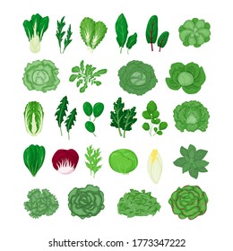 Green lettuce salad vegetables leaves set vector illustration isolated on white background in a cartoon flat style. Natural different type of lettuce leaf.