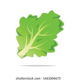 Green lettuce vector isolated illustration