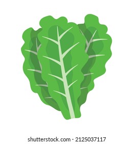 green lettuce, white backround, vector illustration