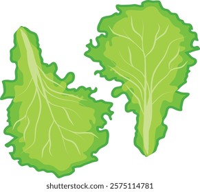 Green lettuces leaves,  Leafy vegetables.