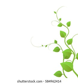 The green liana isolated on white background, vector illustration