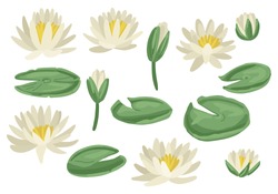 Green Lily Pads With Lotus Flowers. White Flowering Water Lilies And Green Leaves. Floral Vector With Aquatic Plants. Isolated On White Background. Flat Style Cartoon Illustration.