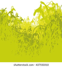 Green lily of the valley and scrub