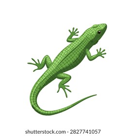 Green lizard climbing on white background detailed illustration.