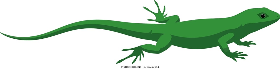 Green lizard crawling on a white background