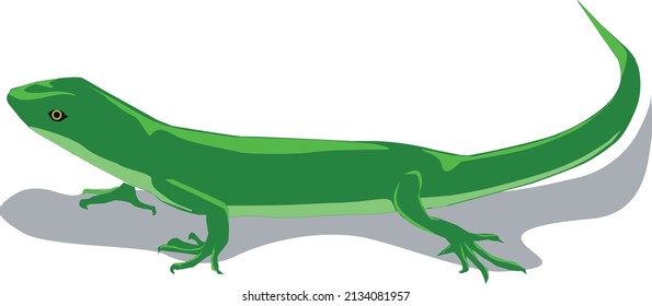 Green lizard illustration for children book or flash card. A simple flat vector design