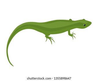 Green lizard. Isolated vector illustration