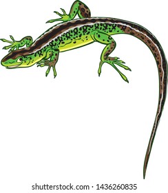 green lizard with a long tail smiles