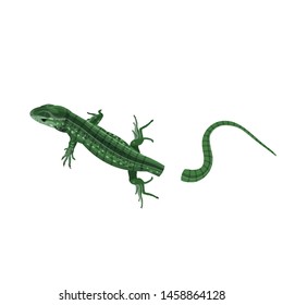 Green lizard lose its tail. Vector illustration in realistic style isolated on white background