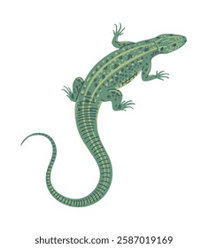 Green lizard. Small reptile. Nature and fauna. Animal in the wild. Vector illustration isolated on white background