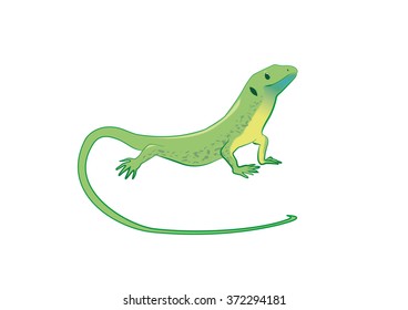 Green lizard vector illustration