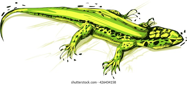 Green lizard, vector illustration on a white background. Stylized grunge