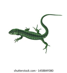 Green lizard. Vector illustration in realistic style isolated on white background