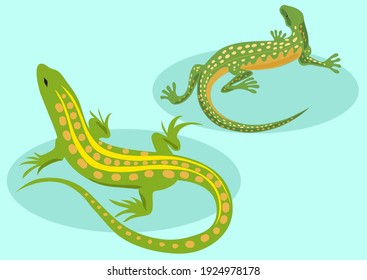 A green lizard with yellow stripes on a blue background. The lizards are sitting. Reptiles