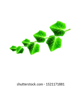 Green long branch of pumpkins, on a white background. Liana. Isolate.Vector illustration.
