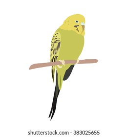 green love bird, isolated vector illustration