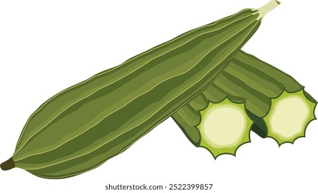 Vegetal verde de Luffa con la ilustración de las rebanadas aislada en el fondo blanco	