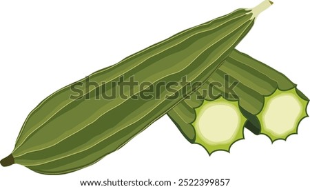 Green Luffa Vegetable with Slices Illustration Isolated on White Background	