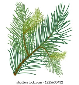 Green lush pine branch with long needles of different shades. Vector illustration isolated on white background in EPS 10.