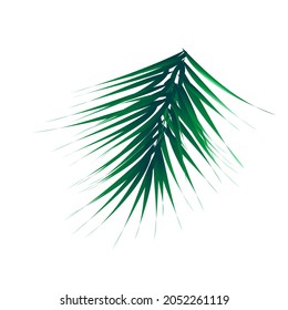 Green lush spruce branch. Fir branches vector illustration