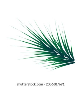 Green lush spruce branch. Fir branches. vector illustration