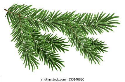 Green lush spruce branch. Fir branches. Isolated on white vector illustration