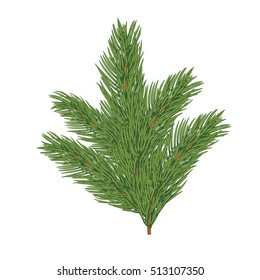 Green lush spruce branch. Set of fir branches. Isolated on white vector illustration