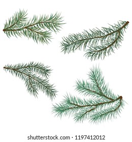 Green lush spruce branches. Pine branches. Isolated on white background