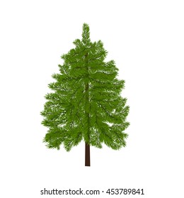 Green lush spruce. Fir branches. Isolated on white vector illustration