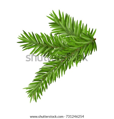 Green lush spruce or pine branch. Fir tree branch isolated on white vector christmas element.