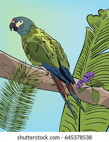 Green macaw parrot on branch. Vector Tropical background with leaves.