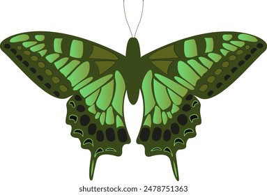 Grüne Machaon mit schwarzen Flecken auf weißem Hintergrund. Tiger Schwalbenschwanz bunte Silhouette Design. Exotische Schmetterling Flügel Ornament. Wildtier inspirierte Grußkarte. Papilio MacKii