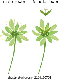 Green male and female flowers of Norway maple (Acer platanoides) plant isolated on white background