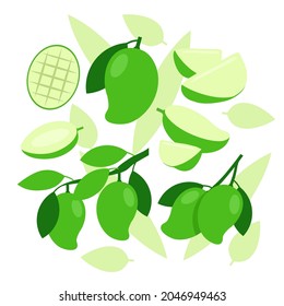 Green Mango elements abstract vector design background
